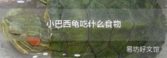 小巴西龟吃什么食物