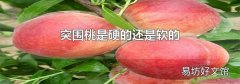 突围桃是硬的还是软的