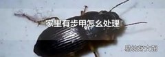 家里有步甲怎么处理