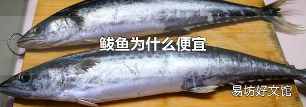 鲅鱼为什么便宜