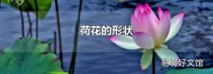 荷花的形状