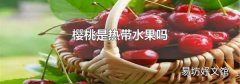 樱桃是热带水果吗