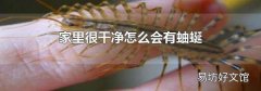 家里很干净怎么会有蚰蜒