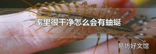 家里很干净怎么会有蚰蜒
