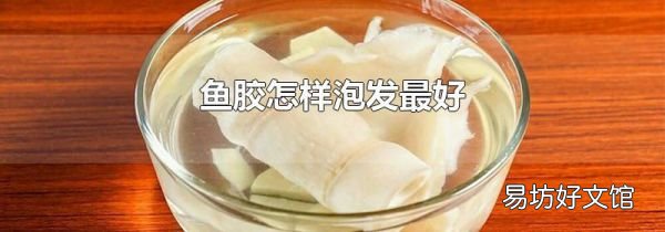 鱼胶怎样泡发最好