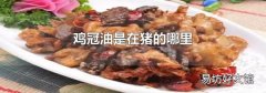 鸡冠油是在猪的哪里