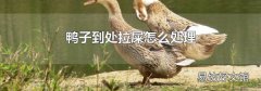 鸭子到处拉屎怎么处理