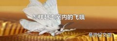 怎样赶走室内的飞蛾
