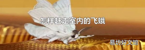 怎样赶走室内的飞蛾