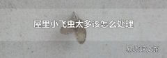 屋里小飞虫太多该怎么处理