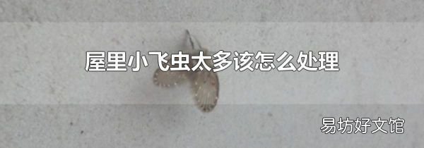 屋里小飛蟲太多該怎么處理