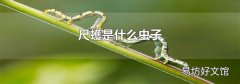 尺蠖是什么虫子