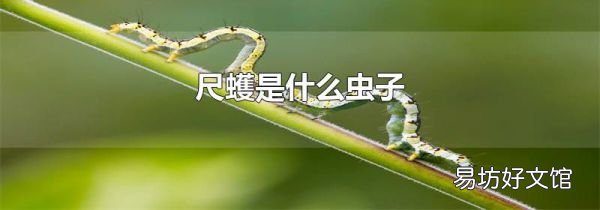 尺蠖是什么虫子
