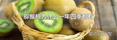 猕猴桃为什么一年四季都有