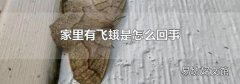 家里有飞蛾是怎么回事