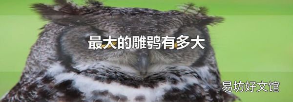 最大的雕鸮有多大