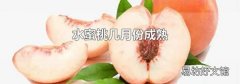 水蜜桃几月份成熟