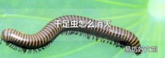 千足虫怎么消灭