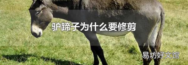 驴蹄子为什么要修剪