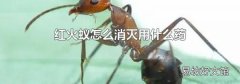红火蚁怎么消灭用什么药