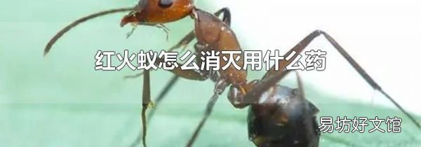 红火蚁怎么消灭用什么药