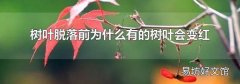 树叶脱落前为什么有的树叶会变红