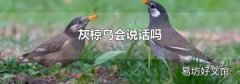 灰椋鸟会说话吗