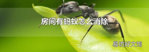 房间有蚂蚁怎么消除