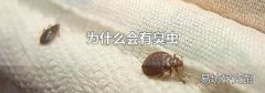 为什么会有臭虫
