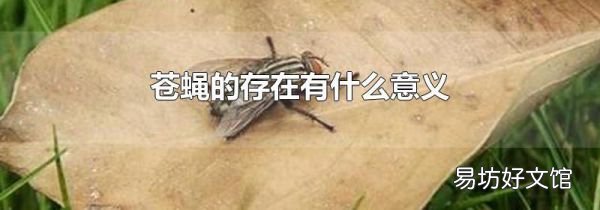 苍蝇的存在有什么意义