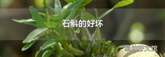 石斛的好坏