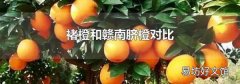 褚橙和赣南脐橙对比