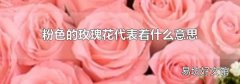 粉色的玫瑰花代表着什么意思