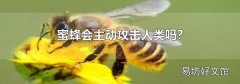 蜜蜂会主动攻击人类吗?