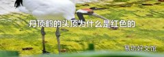 丹顶鹤的头顶为什么是红色的