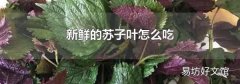 新鲜的苏子叶怎么吃