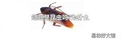 蟑螂是昆虫吗?为什么