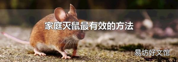 家庭灭鼠最有效的方法