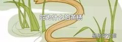 蛇为什么怕黄鳝