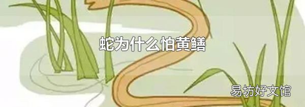 蛇为什么怕黄鳝