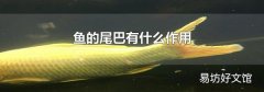 鱼的尾巴有什么作用