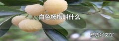 白色杨梅叫什么