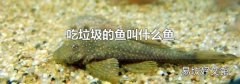 吃垃圾的鱼叫什么鱼