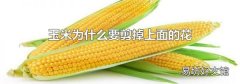 玉米为什么要剪掉上面的花