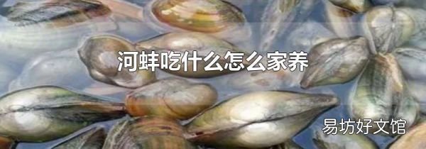 河蚌吃什么怎么家养