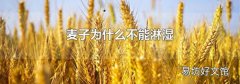 麥子為什么不能淋濕