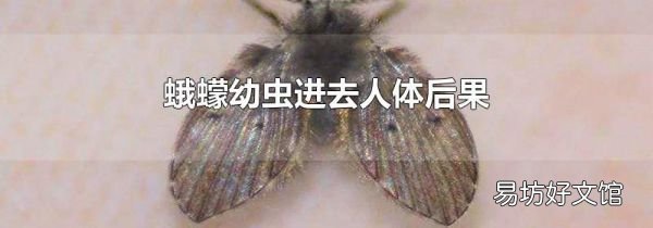 蛾蠓幼蟲(chóng)進(jìn)去人體后果