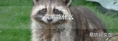 浣熊吃什么