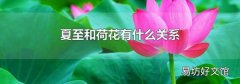 夏至和荷花有什么关系
