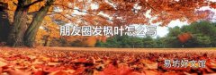 朋友圈发枫叶怎么写